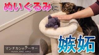 ぬいぐるみに嫉妬する猫【マンチカンのアーサー】