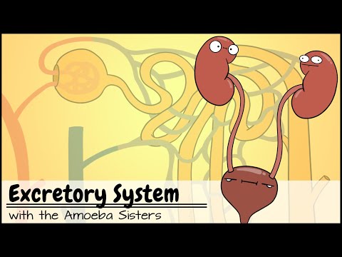 What happens during excretion?