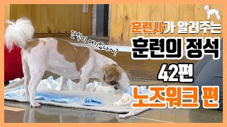 [도그원 Pet TV] 강아지 훈련의 정석 42편 노즈워크 | 준비물과 단계별 적응 방법(종이컵,이불,장난감)