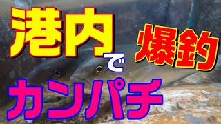 【鹿島港内カンパチ爆釣！】最新釣果報告　カンパチが入れ食いの鹿島港って！港内なのにカンパチが釣れる！