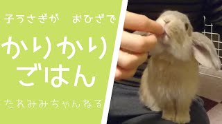 子うさぎがカリカリをお膝で食べるよ【ホーランドロップ生後3ヶ月】