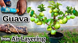 अमरूद के पौधे को एयर लेयरिंग से कैसे तैयार करें How to Grow Guava plant from Air Layering #guava