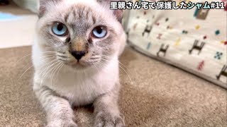 保護から１ヶ月…ついに鳴き声を聞かせてくれました