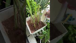 Tanam serai dalam pasu #healthylifestyle #gardening