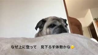 【パグ】pug  なんとかとパグは高い所が好きなんだょね。