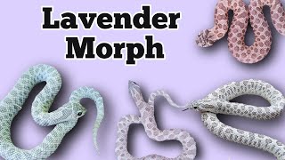 The Lavender Morph and Gene Combinations in Hognose Snakes