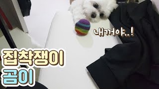 [ENG SUB]수다쟁이와 집착쟁이 강아지들