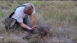 Falconry: Entering Aslan the Red-Tailed Hawk on Live Quail