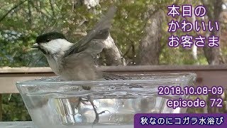 【秋なのにコガラ水浴び】トレイルカメラで野鳥小動物観察！八ヶ岳別荘本日のかわいいお客さま ep72:2018-10-08