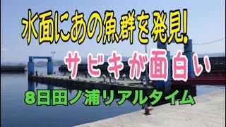 【田ノ浦】の浮き桟橋で【魚群】を発見！fishingmax和歌山インター店8日お昼RT