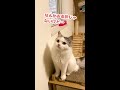 部屋のすみっこを見つめる師匠が怖すぎる件【おしゃべりする猫】 shorts 【猫アテレコ】