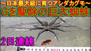 ゴキブリ駆除の巨大蜘蛛～害虫を捕食する日本最大級に育つアシダカグモを餌付け～