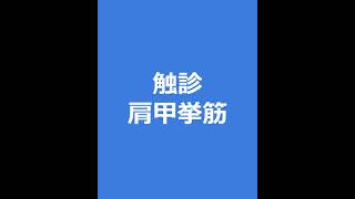 触診：肩甲挙筋