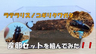 【初挑戦】福袋に入っていたラテラリスノコギリクワガタの産卵セットを組んでみた！【カブトムシ・クワガタ】