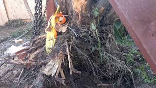 如何挖出/去除/清除树根5/Remove root of tree.20190223