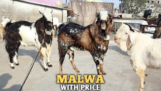 Garam Malwa Bakro Ka Collection At Gulshad Goat's