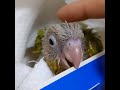 小太阳鹦鹉宝宝 5 weeks pineapple conure