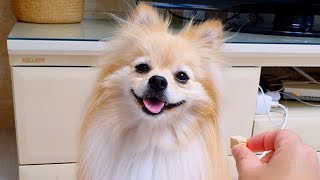 A dog that was embarrassed because he thought he accidentally bit his owner's hand.