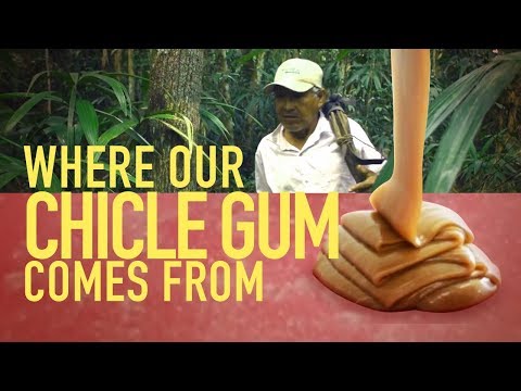 What plant does chewing gum come from?