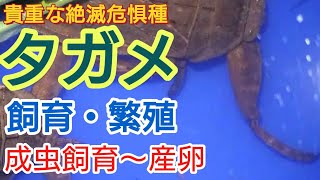 絶滅危惧種！タガメの産卵のさせ方。