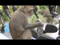 kaohsiung zoo teaches junior high students about macaques taiwanplus news