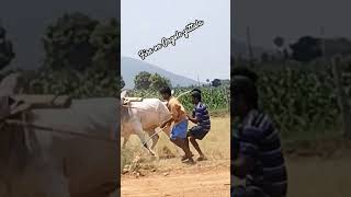 Fire on Ongole bull's #shorts