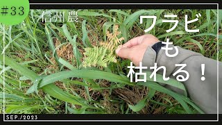 【草刈り】【ワラビ畑】畑のワラビも葉枯れが顕著に；