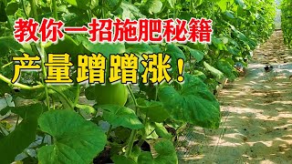 还为一亩地该用几斤肥料而发愁？50秒教你学会，再也不怕产量低了【付老师种植技术团队官方频道】