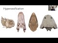 Evolution of Hyperossification and Tooth Loss in Living and Fossil Frogs
