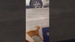 Angry male cat chasing his rival | Cats Fighting |