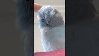 マメルリハインコ　なでなでされる