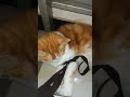 #tingkahkucing #tingkahlucukucing #catvideos #funny