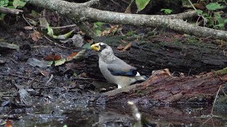 河口湖フィールドセンターのイカル（幼鳥）その１３（4K60P動画）