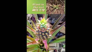 Growing pineapples at home 家園種菠蘿（HawaiiSplitSc.com)