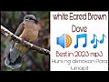 Huni ng alimokon/white Eared Brown Dove Sounds/best sounds for hunting 2023/CENEHUNT