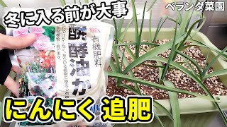 【ベランダ菜園】にんにく栽培。冬を迎える前の一度目の追肥【ホワイト六片】