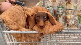 Mini Dachshund with us to a garden center.