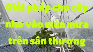 Giải pháp cho cây nho vào mùa mưa trên sân thượng 3/8/24