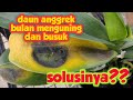 daun anggrek bulan menguning dan busuk, gimana solusinya??