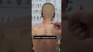 Levator scapulae muscle stretch for neck pain.