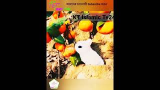 পবিত্র কোরআনে বলা হয়েছে /#ktislamictv24 #shorts