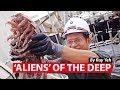 'Aliens' of the Deep: New Marine Animals Found in Seas off West Java | CNA Insider