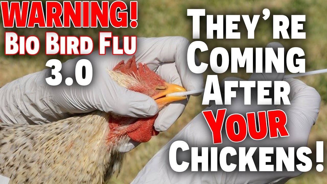 WARNING! Bio Bird FLU 3.0! • They're COMING After YOUR Chickens! - YouTube