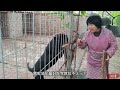 猛犬開飯了，卡斯羅、羅威納餵雞架，這雞架吃的不落地啊【劉哥在農村】