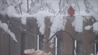 Birds in the winter/ Mozart