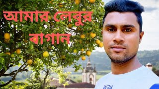 ক্যামেরায় আমার লেবু বাগান || ৯ মাস ১০ দিন বয়সের গাছ || #farmerblogbd