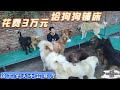 花费3万元给狗狗做御冬的床，让温暖守护这些毛孩子，不再寒冷  Dog rescue in China 20210929