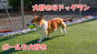 ドッグランで大好きなボール遊びで大興奮、休憩中は毛を毟られるコーギー。最後は犬の手作りごはんの『コタ飯』です。