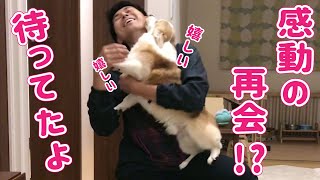 パパの帰宅が嬉しい忠犬コーギー