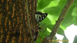 クヌギの樹液を吸うゴマダラチョウ